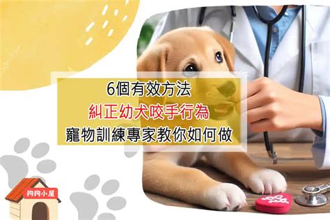 幼犬咬手糾正